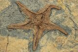 Ordovician Fossil Starfish With Two Brittle Stars - Morocco #249067-1
